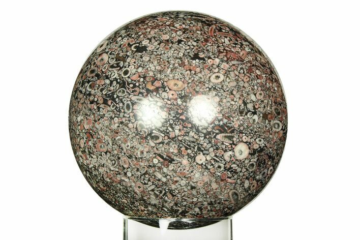 Colorful Fossil Crinoid Stems In Marble Sphere #311522